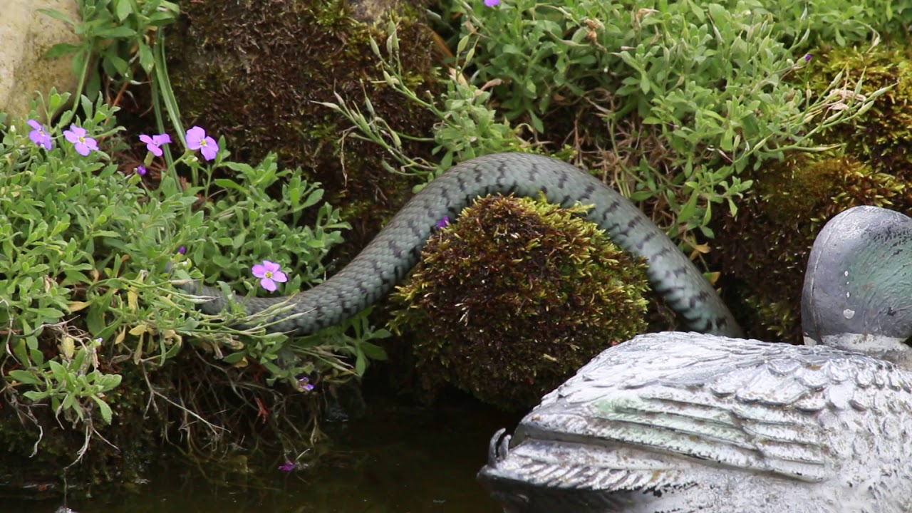 Ringelnatter im Gartenteich YouTube