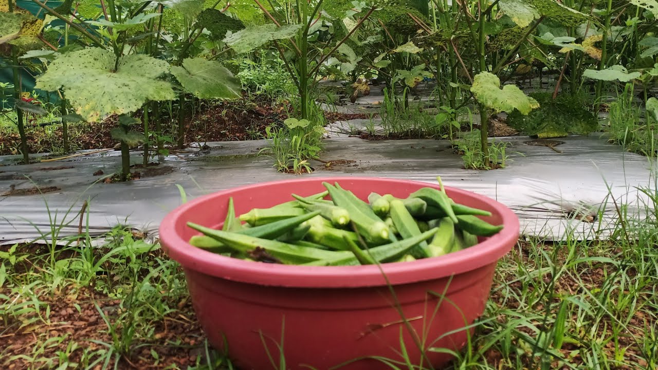 Earning double profit by growing bhindi vegetable on mulching paper