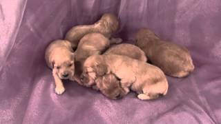 Cockapoo Puppies for sale|Reds|Cockapoo Breeder