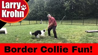 Border Collie Training Games