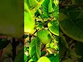 Natural fruits Gova fruit in my Five Star Village short video #653