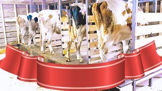 БЮДЖЕТНЫЙ ДОЩАТЫЙ САРАЙ ДЛЯ КОРОВ И ТЕЛОЧЕК//РАЗМЕР,СТОИЛА,ПРИВЯЗЬ,КОРМЛЕНИЕ,ПОЕНИЕ//СГУЩЕНКА И САЛО БЮДЖЕТНЫЙ ДОЩАТЫЙ САРАЙ ДЛЯ КОРОВ И ТЕЛОЧЕК//РАЗМЕР,СТОИЛА,ПРИВЯЗЬ,КОРМЛЕНИЕ,ПОЕНИЕ//СГУЩЕНКА И САЛО