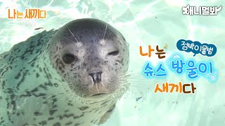 I’m a 66 days old Spotted Seal Baby [SBS Animal I’m A Baby 76th]