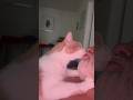 Loofy the feral rescue gives me kisses #cat #pets #feral #fyp #viral