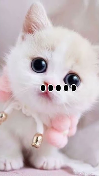 Meow notification tone. | cut cat notification #viral #vuralshorts