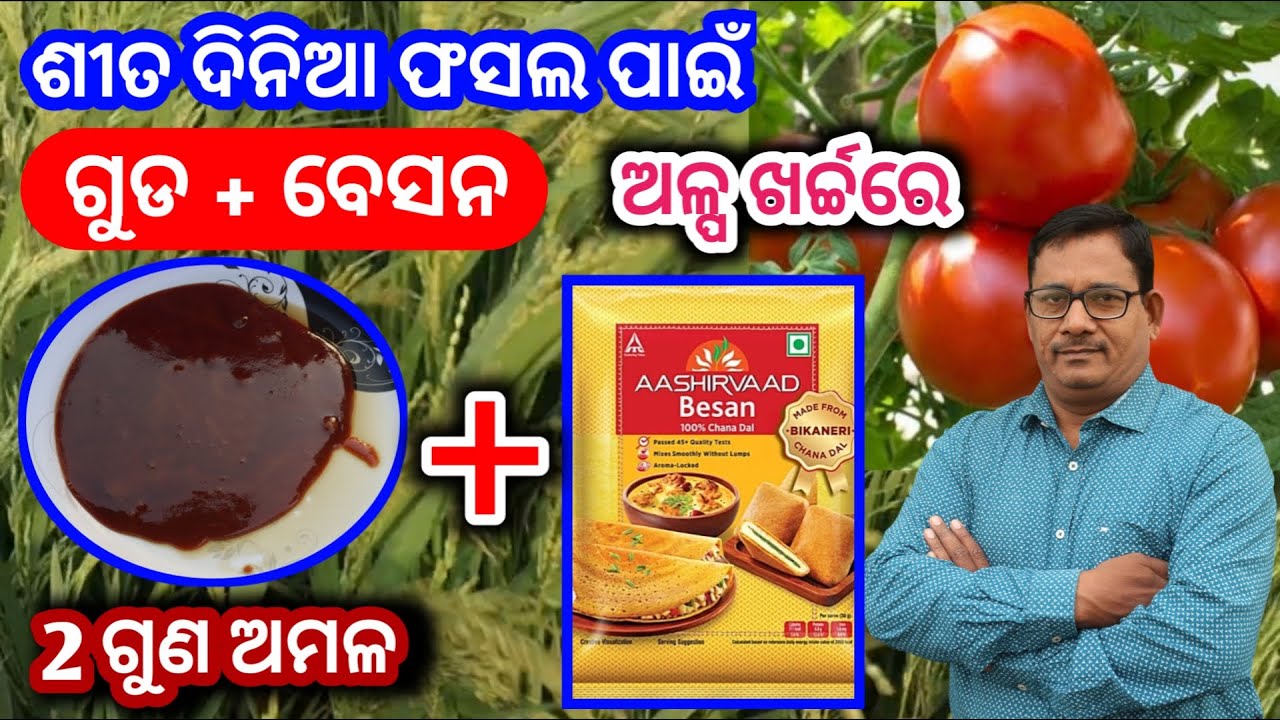 ଶୀତ ଦିନିଆ ଫସଲ ପାଇଁ ଗୁଡ ଓ ବେସନ ଅଳ୍ପ ଖର୍ଚ୍ଚ ରେ 2ଗୁଣ ଅମଳ