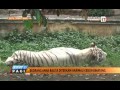 Seorang Balita Diterkam Harimau di Kebun Binatang