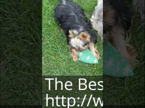 Reputable Yorkie Breeders