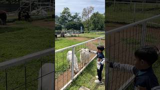 #kambing #kambingetawa #kambingetawa #domba #kambinglucu #hewanlucu