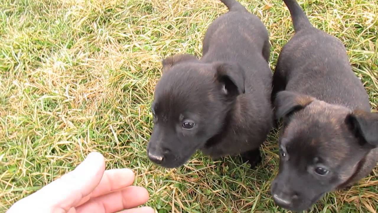 Dutch Shepherd Dogs Rudy X Misty Pups 5 Weeks Old Youtube