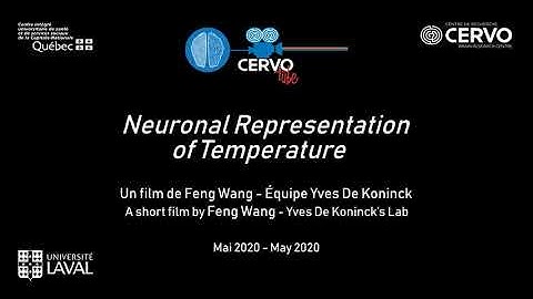 Neuronal representation of temperature
