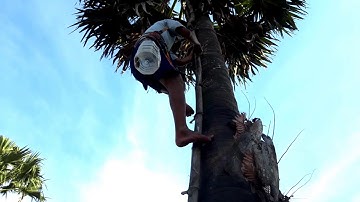 Theo chân người đi lấy nước thốt nốt ở làng Krang Đôn, Núi Tô, Tri Tôn, An Giang 20/01/2019