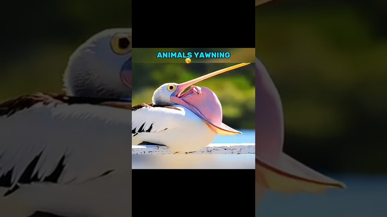 animals yawning 🤒☠️.                                  