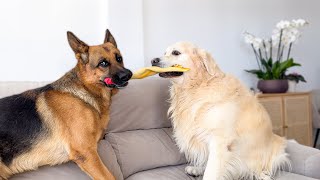 German Shepherd tries to steal a toy from a Golden Retriever