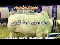 Cattle Expo | Most Beautiful and Cheap Rate | Sohrab goth mandi 2020