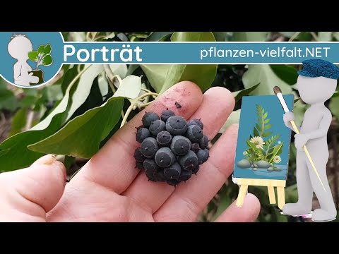 🖼️ Porträt 004
