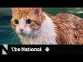 #TheMoment Peaches the fat cat swam to viral fame