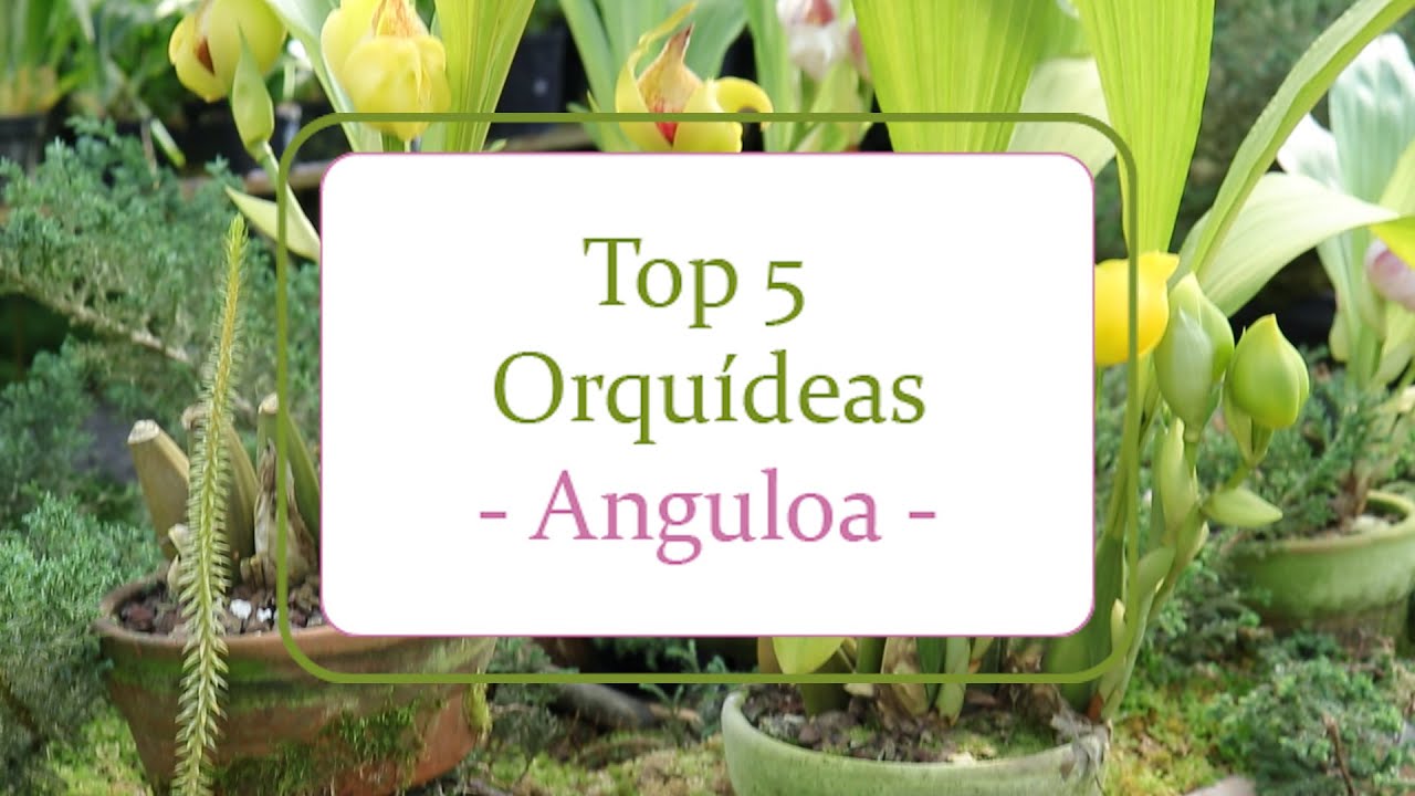 Top 5 | Orquídeas Anguloa con aromas sorprendentes - thptnganamst.edu.vn