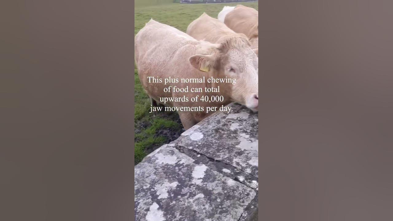  why are cows always chewing youtube