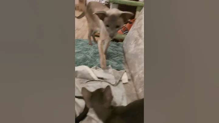 Video 5018611: pretty oriental kittens, little oriental, beautiful oriental