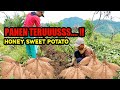 Panen tiap hari  habis panen langsung tanam lagi  sweet potato harvesting