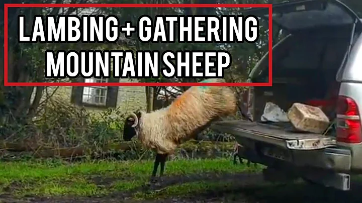 LAMBING AND GATHERING MOUNTAIN SHEEP