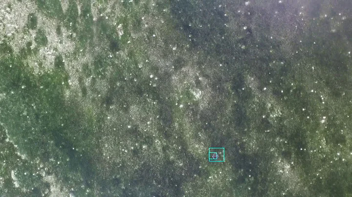 Stingray Detection by Faster R-CNN