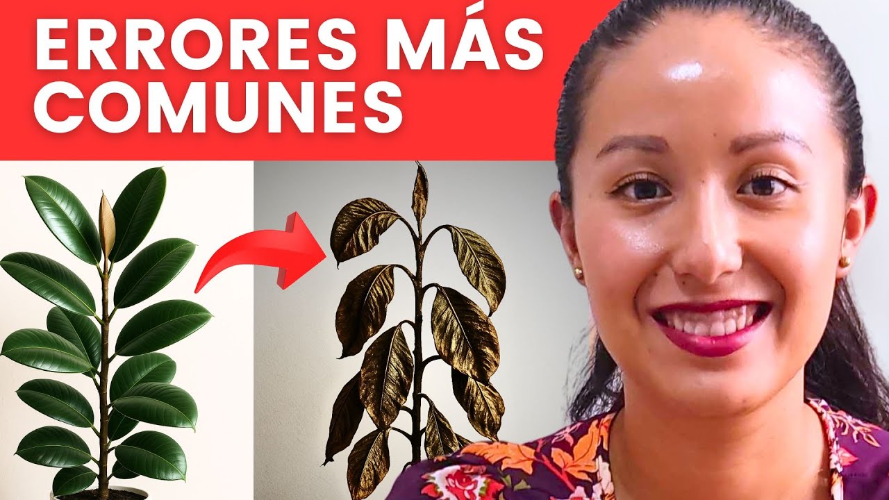 Tu Ficus está en peligro si haces esto (¡No lo riegues así!)