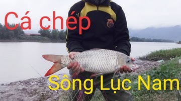 Câu cá | Câu Lăng xê (lancer) cá chép tự nhiên sông Lục Nam - Câu cá sông Lục Nam