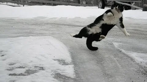 Cats and Dogs Slipping on Ice