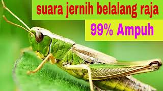 suara jernih belalang raja 99% ampuh