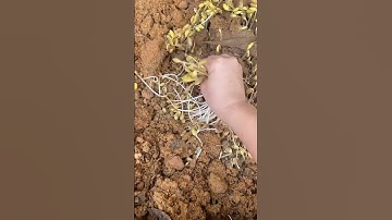 Chị dân tộc nùng em ạ. Giá dỗ tương xào #nongcamquynh #giado #shorts