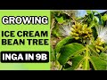 Growing ice cream bean tree inga in 9b