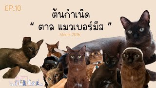 EP.10 The history of Tarn ( Burmese Cat ) | กำเนิดพี่ตาล แมวเบอร์มีส จากแมวจรสู่ …