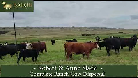 Robert & Anne Slade Complete Ranch Cow Dispersal