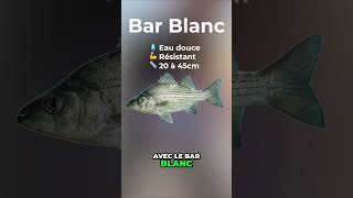 Un poisson créé en laboratoire pour devenir une machine de combat… 🎣