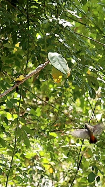 Mikat burung kemade bikin gereget #shorts #burung #kemade #burungkicau #kicaumania #burungmasteran