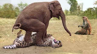 Herd Of Elephants Rescue Baby Monkey From Leopard Hunting - Elephant vs Lion, Leopard