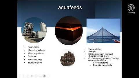 Webinar 4: Feeding the future: Marine Finfish Nutrition and Local Feed Opportunities