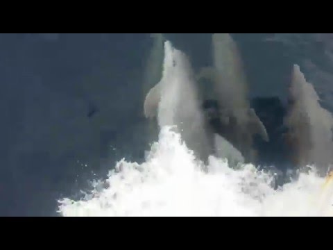 Vídeo: Cientos De Pequeños Delfines Son Arrojados A La Costa Del Golfo De México - Vista Alternativa