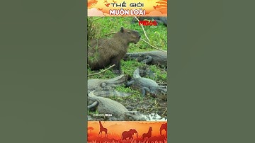 Capybara Bộ Trưởng Ngoại Giao Thế Giới Động Vật #shorts