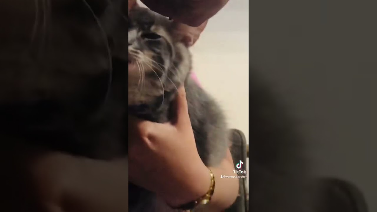 How cool cats wear glasses