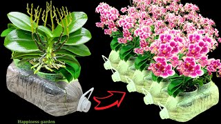 How to grow orchids without watering helps orchids easily bloom all year round.