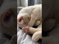 Cute Sleepy Cat Grabs his Face 😻 #cat #cats #cutecat