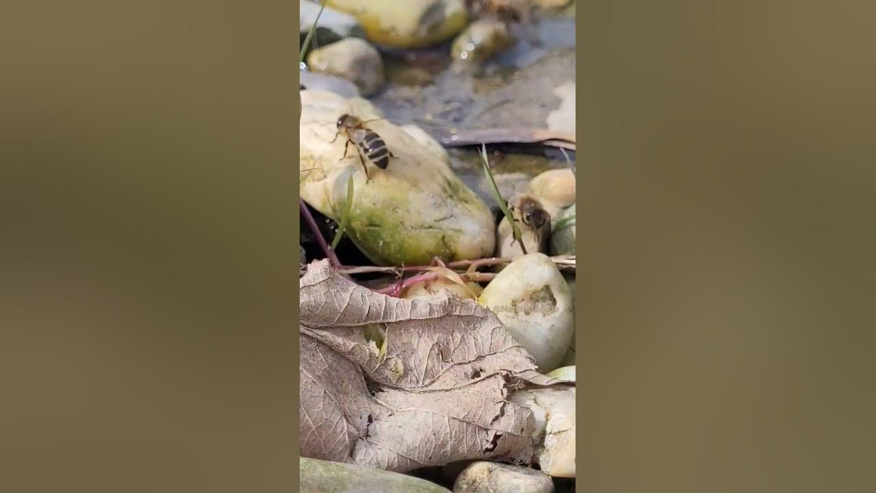 Bienen trinken Wasser an einem Teich. nature bienen YouTube