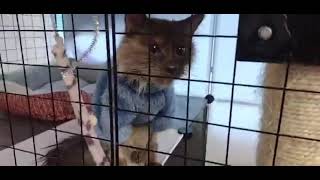 Update, Tootsie Roll our 3 lb 2 year old rescue cat. by HeyThere 302 views 3 weeks ago 50 seconds