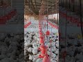 4000 Broiler Poultry Farming