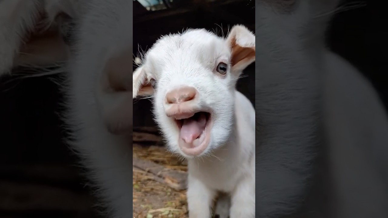 Angry Animal Reaction || Funny Video 