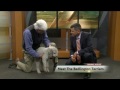 Meet The Bedlington Terrier の動画、YouTube動画。