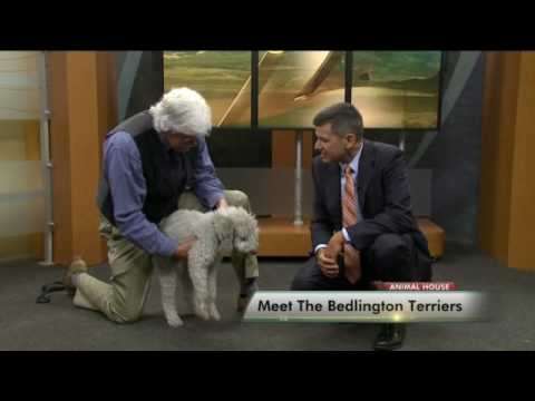 Video: Juegos para jugar con Bedlington Terriers